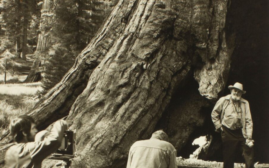 Ansel Adams, Marian Wood Kolisch. A photograph of Ansel Adams posing as two individuals take photographs of him in front of an enormous tree trunk. This portrait-oriented photo shows the figure of Ansel Adams standing at lower right and two photographers positioned at lower left and lower center. The photo is dominated by the huge trunk of a tree that dwarfs the figures. It sweeps from lower left across the photo and upwards to the upper right, displaying craggy, highly textured bark. At left in the background, evergreen trees in a forest setting are seen. Adams, an older white man with glasses and a white beard, stands at the base of the tree wearing a cowboy hat, light colored jacket and shirt with dark trousers and boots. He stands with his right hand in pocket and his other hand resting on his left knee. He has a camera on a strap around his neck and holds another in his left hand. At right, we see two photographers; the one at far left has short dark hair and a beard wearing a long sleeved top and pants. The figure is adjusting a camera on a tripod. At lower center, another photographer is seen from the back wearing a jean jacket and jeans, seemingly bent over a camera and tripod.