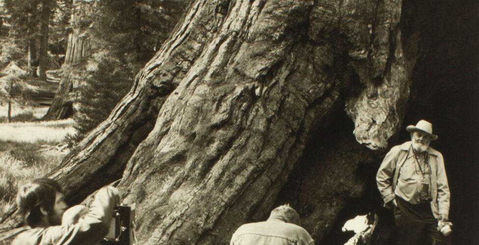 Ansel Adams, Marian Wood Kolisch. A photograph of Ansel Adams posing as two individuals take photographs of him in front of an enormous tree trunk. This portrait-oriented photo shows the figure of Ansel Adams standing at lower right and two photographers positioned at lower left and lower center. The photo is dominated by the huge trunk of a tree that dwarfs the figures. It sweeps from lower left across the photo and upwards to the upper right, displaying craggy, highly textured bark. At left in the background, evergreen trees in a forest setting are seen. Adams, an older white man with glasses and a white beard, stands at the base of the tree wearing a cowboy hat, light colored jacket and shirt with dark trousers and boots. He stands with his right hand in pocket and his other hand resting on his left knee. He has a camera on a strap around his neck and holds another in his left hand. At right, we see two photographers; the one at far left has short dark hair and a beard wearing a long sleeved top and pants. The figure is adjusting a camera on a tripod. At lower center, another photographer is seen from the back wearing a jean jacket and jeans, seemingly bent over a camera and tripod.