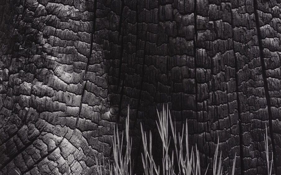 Image description: Grass and Burned Stump, Sierra Nevada, California, Ansel Adams, gelatin silver print. A black and white, vertical photograph of a close-up view of a burned tree stump with grass growing at its base. Most of the photo features the highly textured burned tree bark. Deep cracks run vertically down the trunk and off to a thick root that extends to the left. The bark breaks down into uneven, corrugated segments between the vertical cracks, giving the trunk a wrinkled appearance. Sparse blades of grass grow at the base about a third of the way up the photo and are highlighted against the dark shadow on the trunk.