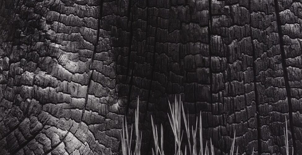 Image description: Grass and Burned Stump, Sierra Nevada, California, Ansel Adams, gelatin silver print. A black and white, vertical photograph of a close-up view of a burned tree stump with grass growing at its base. Most of the photo features the highly textured burned tree bark. Deep cracks run vertically down the trunk and off to a thick root that extends to the left. The bark breaks down into uneven, corrugated segments between the vertical cracks, giving the trunk a wrinkled appearance. Sparse blades of grass grow at the base about a third of the way up the photo and are highlighted against the dark shadow on the trunk.