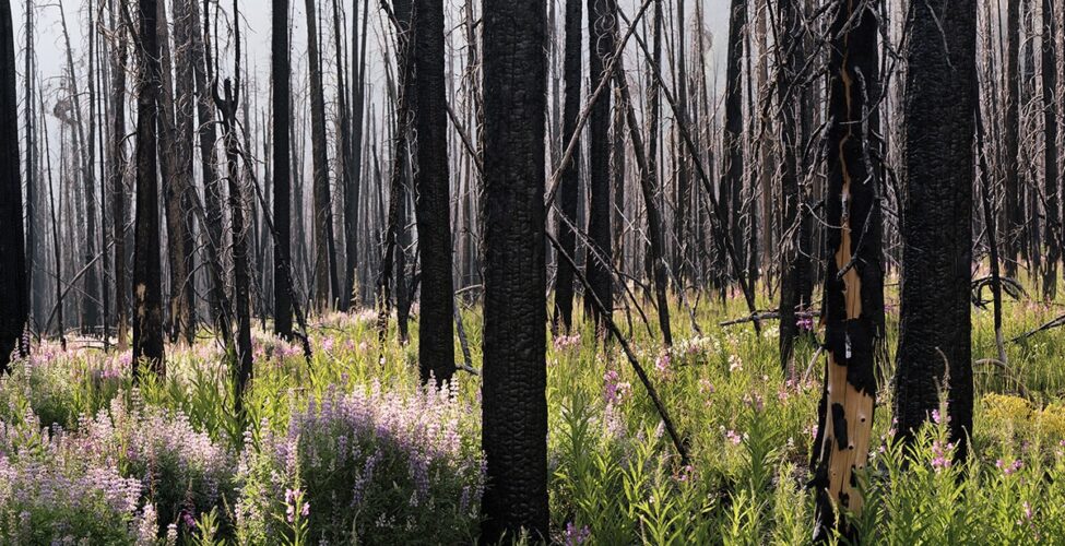 Image description: Midsummer, (Lupine and Fireweed), Laura McPhee, inkjet print. A landscape-oriented photograph of charred tree trunks densely packed with few branches amid a forest floor abundant with greenery and purple lupine spires. The upper two-thirds of the photo contains blackened tree trunks against a gray sky. The trunks can be seen receding well into the distance. The bottom third of the work shows bright green foliage and clumps of spiky purple lupine blooms in the sunshine. The trees in the foreground show crenellated, burnt, black bark. A tree on the right has lost parts of its bark and has its pale beige wood exposed.