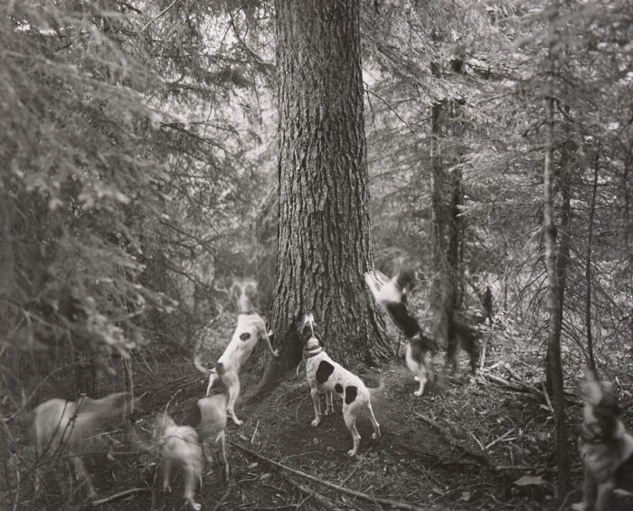 Barbara Bosworth (American, born 1953), Hounds at Tree, Lochsa River Valley, from the series One Star and A Dark Voyage, 1992, gelatin silver print, Museum Purchase: Funds provided by the Photography Council, 2015.101.1