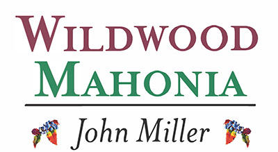 Wildwood Mahonia: John Miller