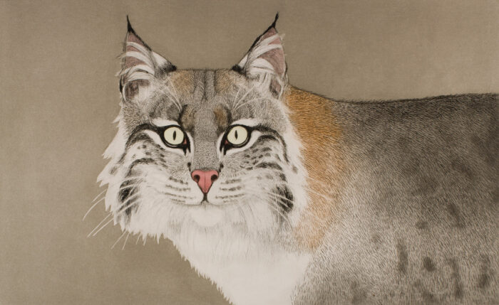 Watercolor painting of a bobcat