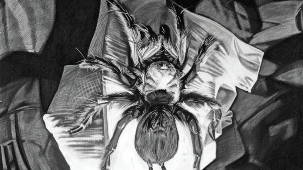 Charcoal drawing of a spider