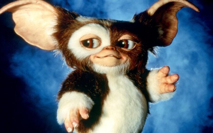 A fuzzy brown and white Gremlin with big ears standing in front of a blue background