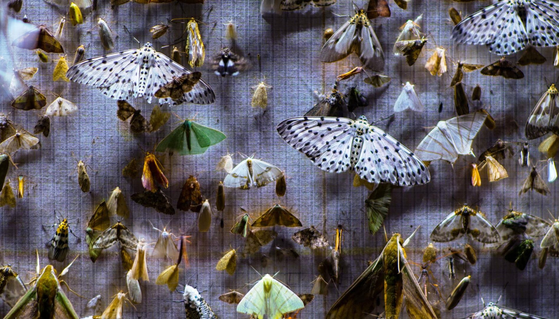 A board with various colored and patterned butterflies on it