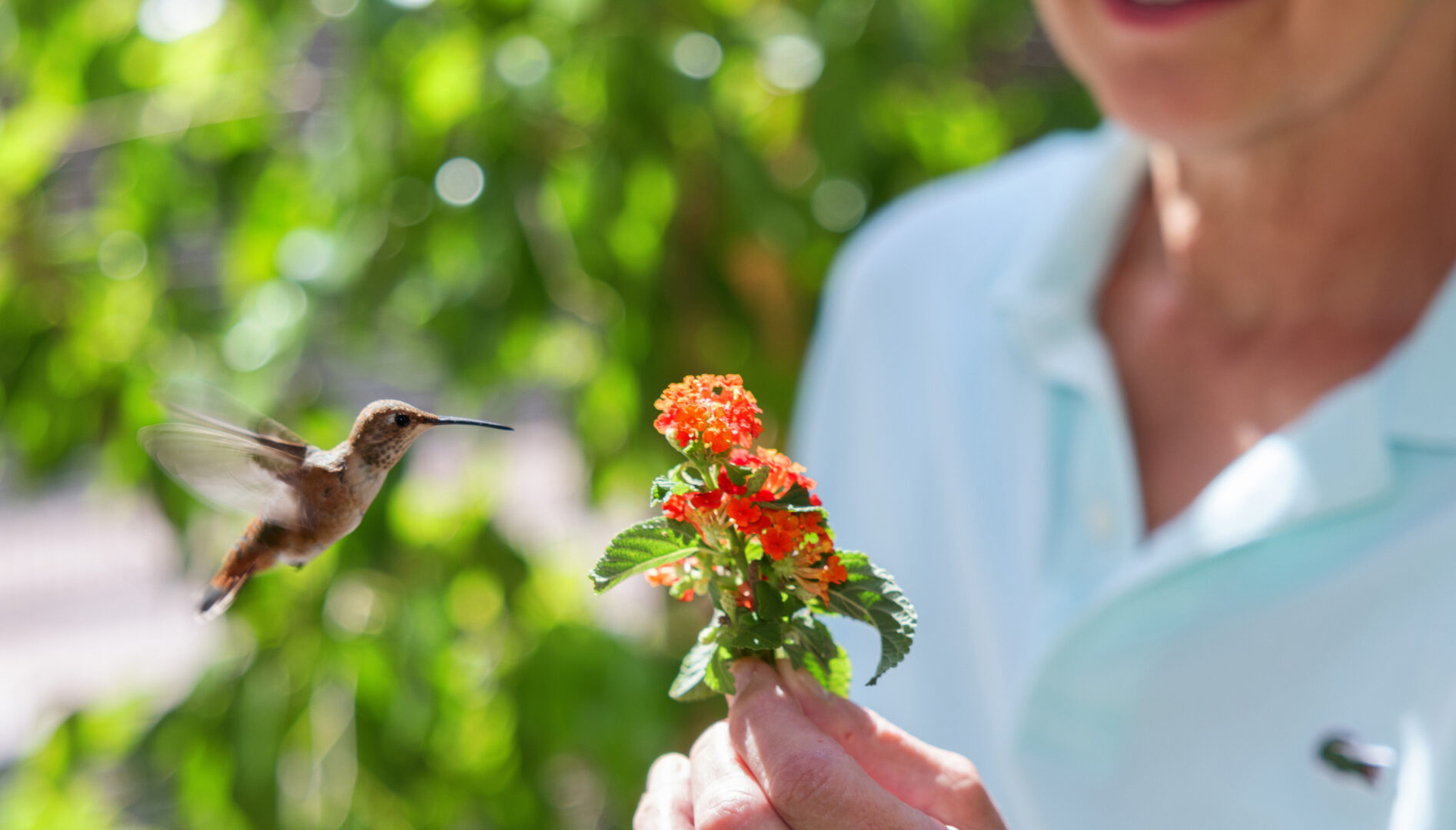 A person in a white Lacoste shirt holding up an orange flower to a hummingbird that is hovering in the air