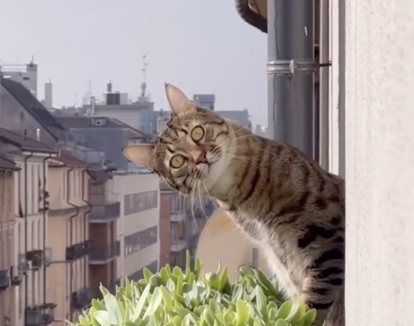 Film still of a cat popping its head out a window and looking sideways at the camera.