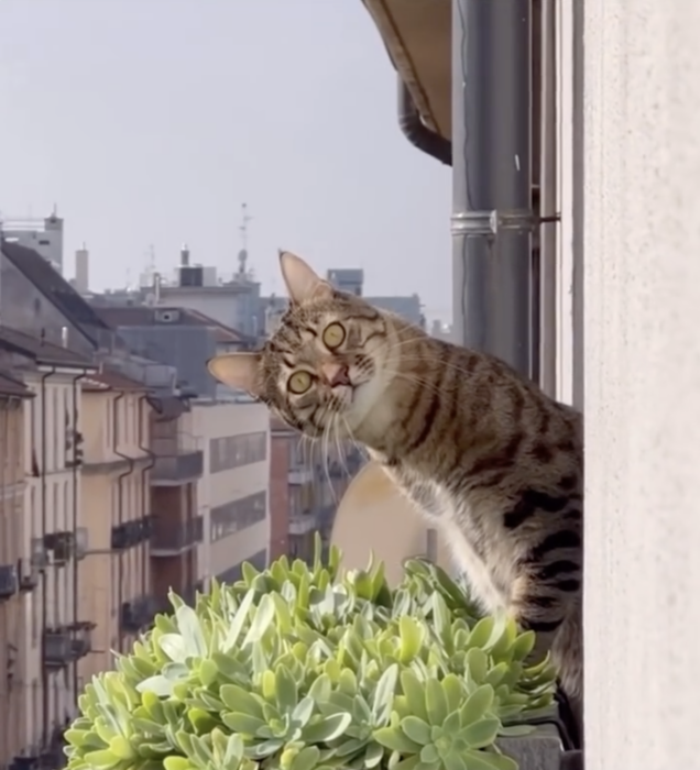 Film still of a cat popping its head out a window and looking sideways at the camera.