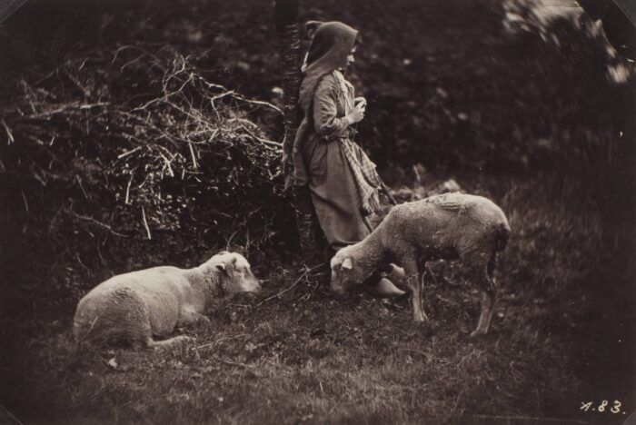 Black and white photograph of a young person standing in a field with two sheep.