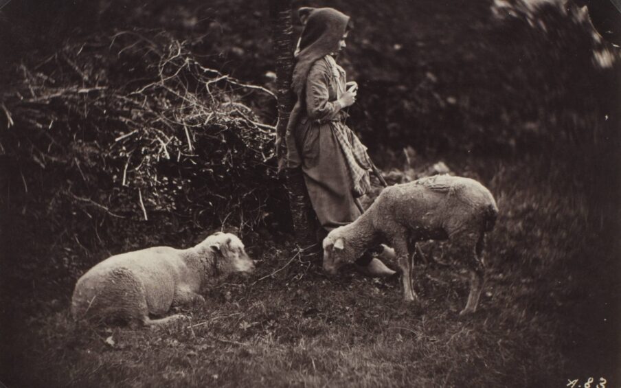 Black and white photograph of a young person standing in a field with two sheep.