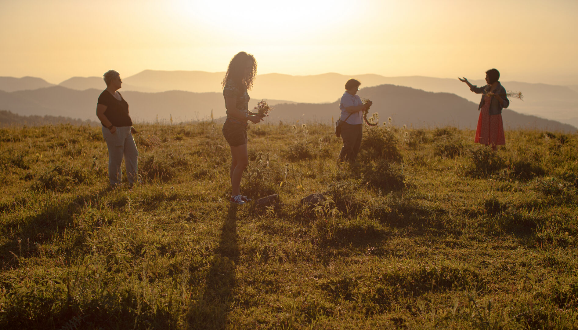 Four people gathering plants on a hill backlit by a sunrise.