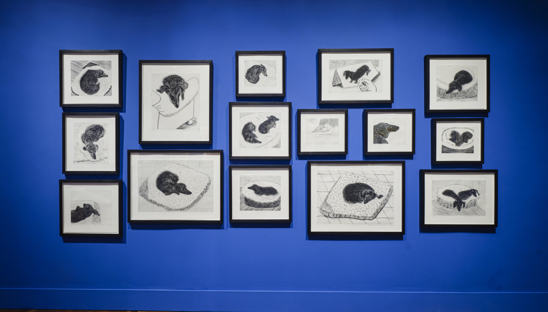 Installation view of David Hockney's dachshund prints.