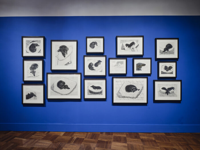 Installation view of David Hockney's dachshund prints.