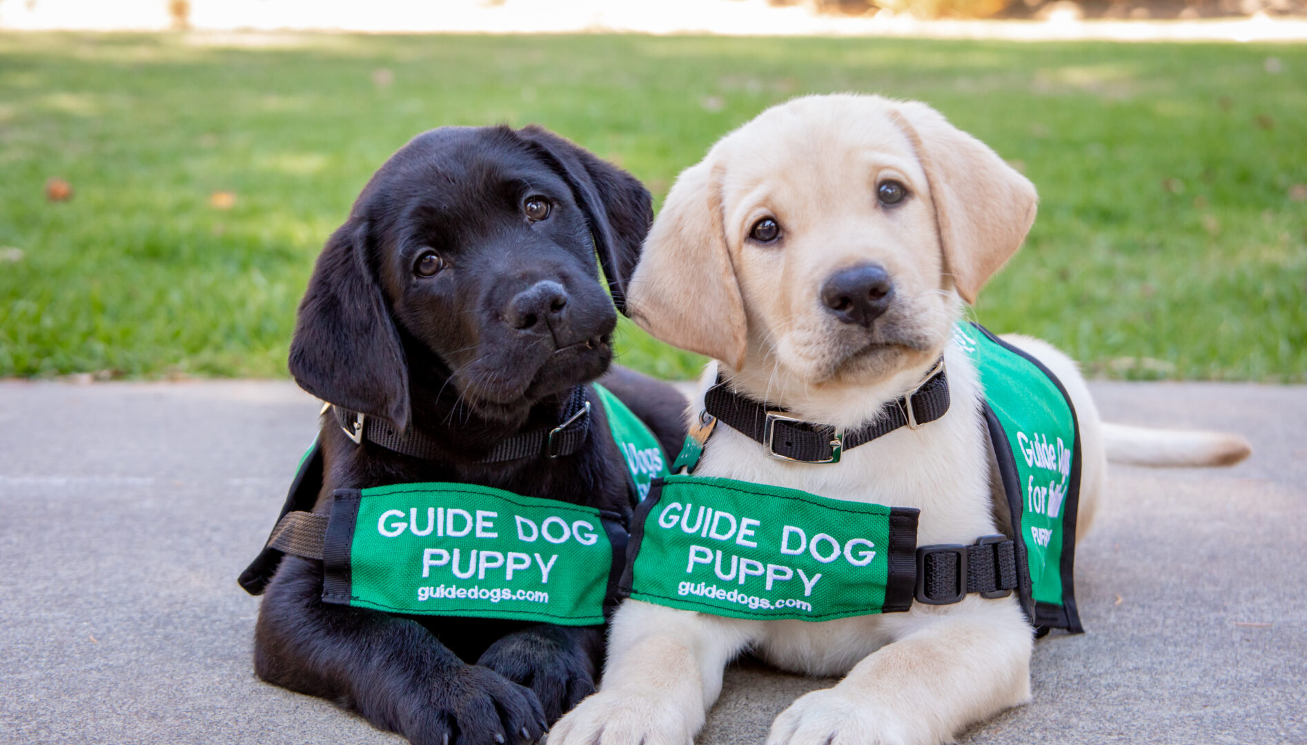 Photo of two puppies with green "Guide Dog" vests on.