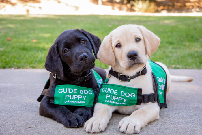 Photo of two puppies with green "Guide Dog" vests on.
