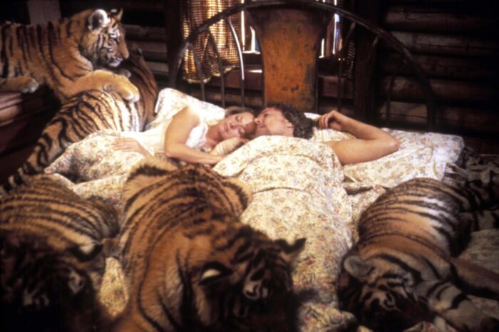 A couple in bed surrounded by a group of tigers.