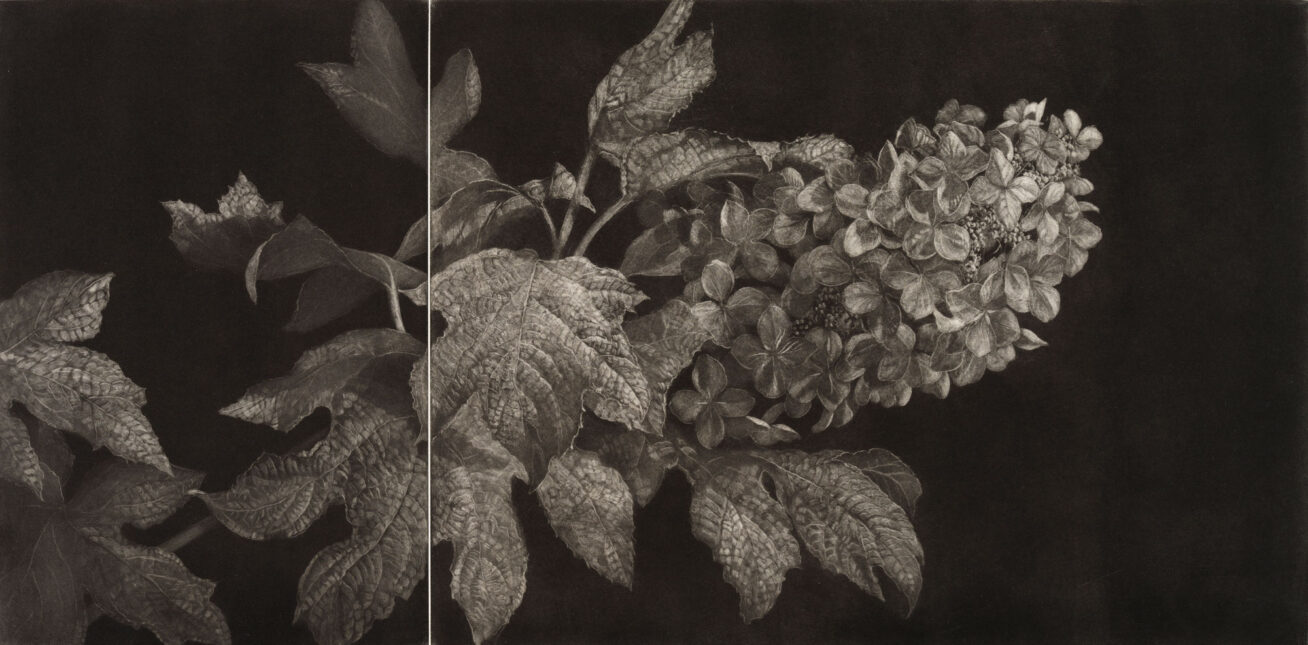 Black and white mezzotint of a hydrangea