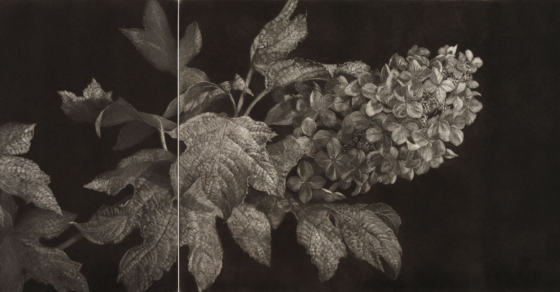 Black and white mezzotint of a hydrangea