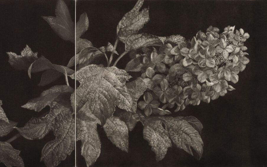 Black and white mezzotint of a hydrangea